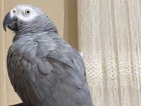 1 yaşında jako papağanı için ulaşın