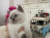 Güzel british shorthair bebeklerim