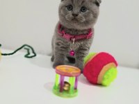 Bal scottish fold kızım teslime hazır