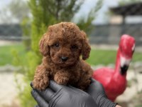 Toy Poodle Bebekler Irk Garantili