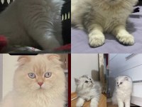 British ahiretliklerim