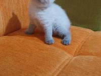 Süper Kalite British Shorthair Yavrular