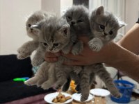 2 aylık bebek kedilerimiz