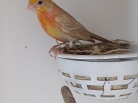 Erkek mutasyon meksika çütresi