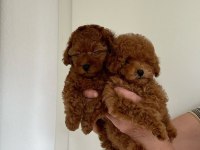 Muazzam Poodle Yani Daha Ne Denir Ki