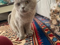 Bal Gözlü Scottish Fold