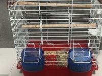 Rainbow Muhabbet Kuşu