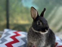 Hollanda cüce tavşan yavruları