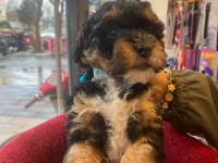 Black tan phantom renk poodle (aklıma yatan ırklar takas da yapabilirim)