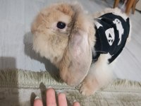 Ücretsiz 5 Aylık Hollanda Lop Tavşan