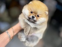 Irk Ve Sağlık Garantili Teddy Pomeranian Boo