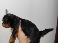 3 Mart Doğumlu Yorkie Yavrularımız Yuvasını Arıyor