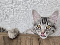 5 Aylık Erkek Baba British Anne Maine Coon