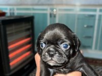 Pug mops pink taşıyıcı