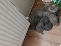 Sevimli British Shorthair Bebekler