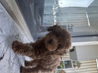 Toy Poodle Köpeği 4 Aylık