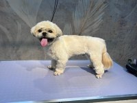 Köpeğimize Gerçekten İnsan Gibi Sevecek Sıcak Bir Yuva Arıyoruz