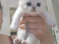 Scottish fold erkek kediler
