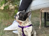 1 Yaşında Sakin Çok Uysal Akıllı French Bulldog