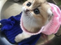 Yüksek düzey genlere sahip pofuduk bebek kediler