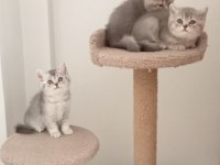 2 aylık british shorthair yavrularımız