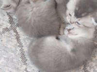 Haziran Teslim Yavru Kediler