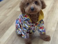 6 Aylık Aşılı Erkek Poodle