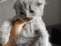 2 Aylık British Shorthair Bebekler