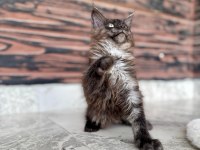 Wcf Kayıtlı Full Şecereli Şampiyon Soylu Maine Coon Yavruları