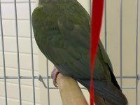 Eğitime açık konur papağanımız