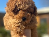 Tüy yumağı poodle yavrumuz