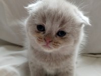 British Shorthair Scottish Fold Yavrular Sahiplendirme