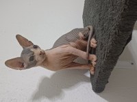 2 Aylık Erkek Sfenks Yavrumuz