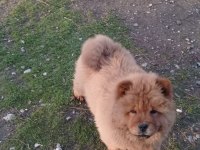 Safkan Temiz Irk Çin Aslanı