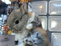 Sevimli Cüce Tavşan Yavrularımız