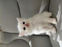 British Longhair Erkek Bebeğim