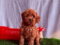 Orijinal poodle yavrular