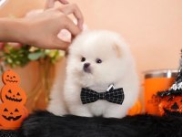 Pomeranian Boo Micro Ayıcık Surat