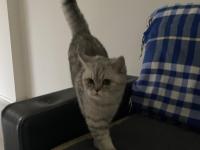 8 Aylık Kedime Ücretsiz Olacak