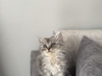 British Longhair Erkek Silver