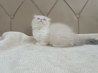 Scottish Fold Bicolor Longhair