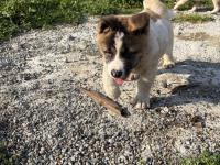 Orjinal safkan a kalite amerikan akita yavruları