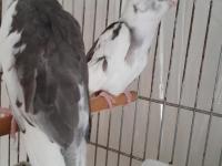 Yavru Sultan Papağanı