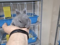 9 Aylık Hollanda Cücesi Blue Tavşan