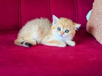 Safkan british shorthair golden bebekler
