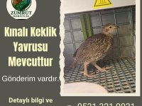 Kınalı keklik yavrusu