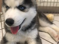 Maviş Sibirya Kurtları Sağlık Ve Irk Garantili