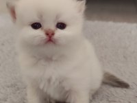 Mükemmel Full Şecereli British Longhair Bebekler