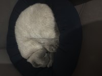 Kedimiz Miya İçin Yuva Arıyoruz