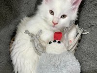 Safkan Maine Coon Yavrular **Uygun**